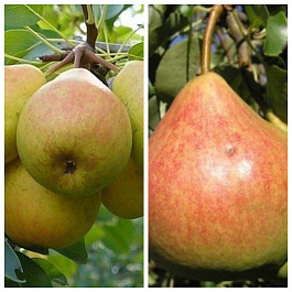 Дерево-сад (2-3х летка) груша 2 сорта Просто Мария-Память Яковлева Дерево-сад (2-3х летка) груша 2 сорта Просто Мария-Память Яковлева