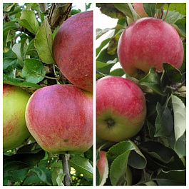 Дерево-сад (2-3х летка) яблоня 2 сорта Уэлси-Мелба