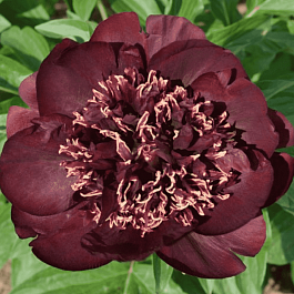 Пион гибридный Chocolate Soldier