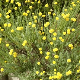 Сантолина Rosmarinifolia