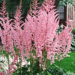 Астильба гибридная Mighty Pip