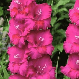 Гладиолус Cobra