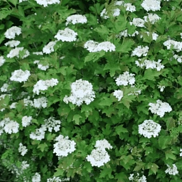 Калина съедобная Compactum