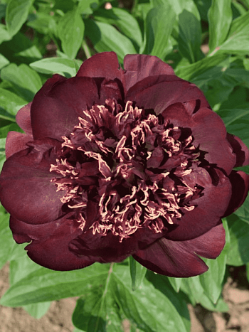 Пион гибридный Chocolate Soldier