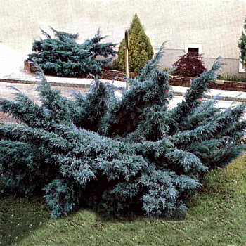 Можжевельник средний Пфитцериана Глаука