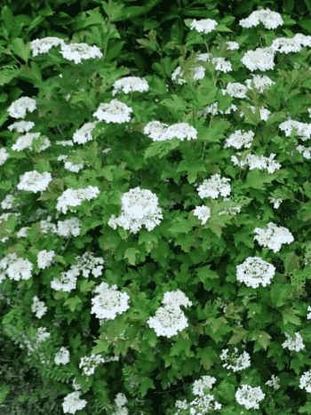 Калина съедобная Compactum