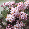 Дейция гибридная Mont Rose Дейция гибридная Mont Rose