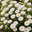 Астра кустарниковая Snowsprite