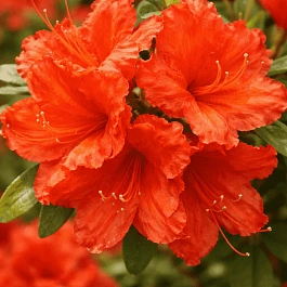 Азалия крупноцветковая Feuerwerk