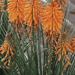 Книфофия гибридная Poco Orange