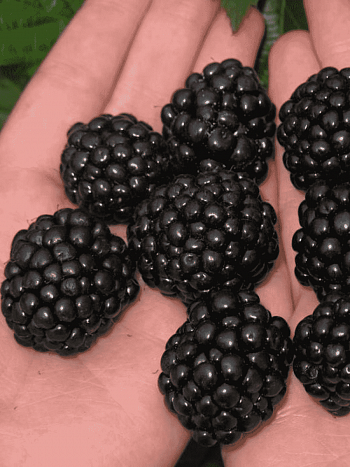 Ежевика садовая Jumbo