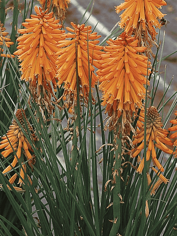 Книфофия гибридная Poco Orange