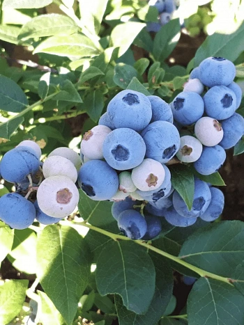 Голубика высокорослая Northland