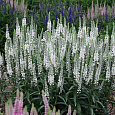 Вероника (Змеиная трава) колосистая Alba