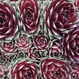 Молодило гибридное Commander hay