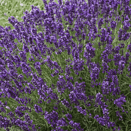 Лаванда узколистная Эрли Блу Сцент