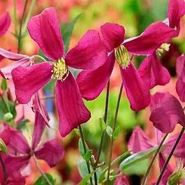  Клематис Strawberry Fields 