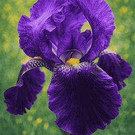 Ирис Bishop's Robe 