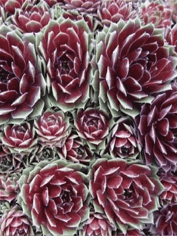 Молодило гибридное Commander hay