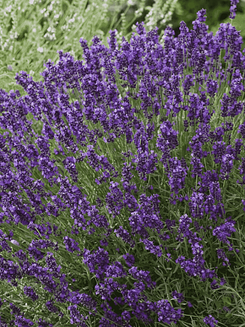 Лаванда узколистная Эрли Блу Сцент