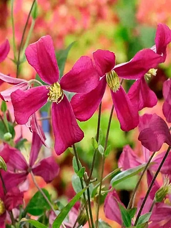  Клематис Strawberry Fields 