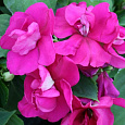 Бальзамин махровый Афина Брайт Парпл Бальзамин махровый Афина Брайт Парпл