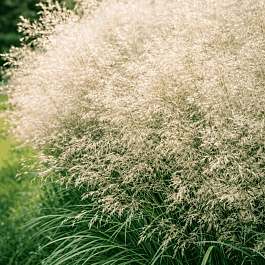 Щучка дернистая Palava