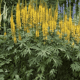 Бузульник Пржевальского