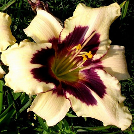 Лилейник гибридный Айд Твистер