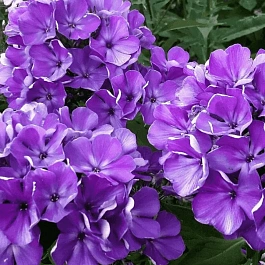 Флокс метельчатый Полина