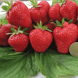 Земляника садовая Кимберли
