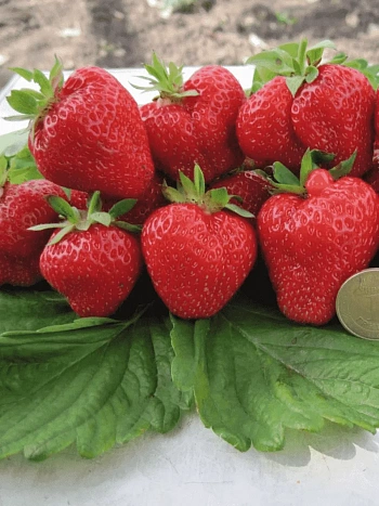 Земляника садовая Кимберли