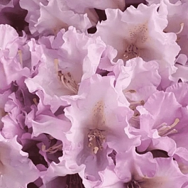 Рододендрон якушиманский Caroline Allbrook