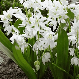 Сцилла сибирская Alba