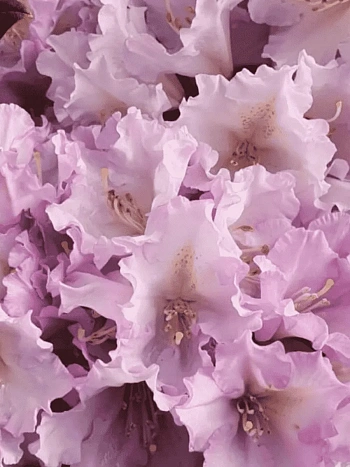 Рододендрон якушиманский Caroline Allbrook