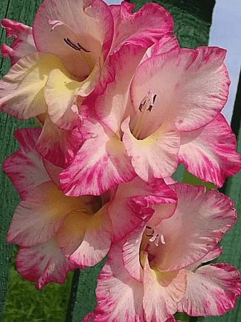 Гладиолус Priscilla