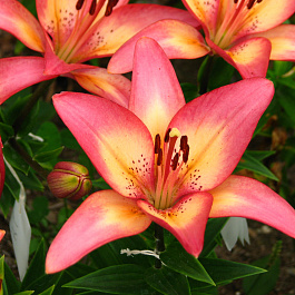 Лилия ЛА-гибрид Ройал Презент