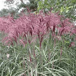 Мискантус китайский Flamingo