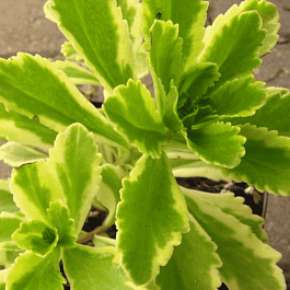 Очиток Ellacombianum Сutting edge