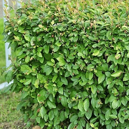 Кизильник блестящий Green Tower