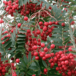 Рябина Алая крупная