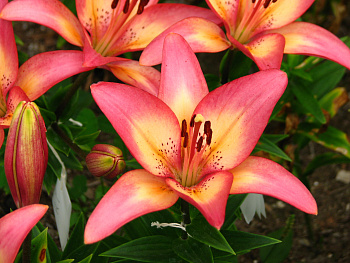 Лилия ЛА-гибрид Ройал Презент