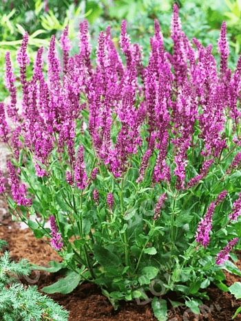 Шалфей дубравный Sensation Rose