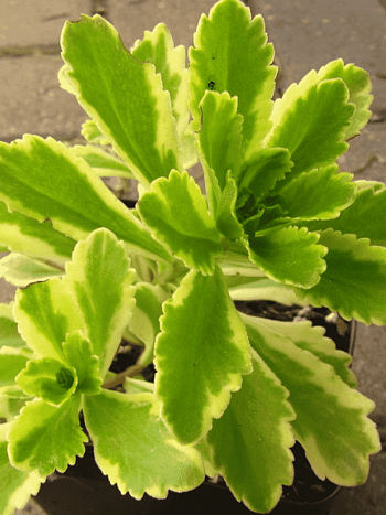 Очиток Ellacombianum Сutting edge