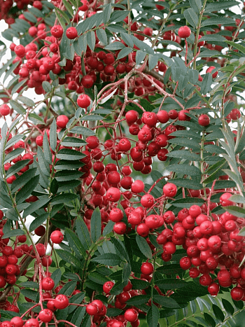 Рябина Алая крупная