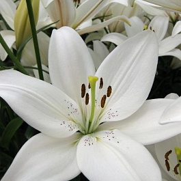 Лилия ЛА-гибрид Айс Кристал