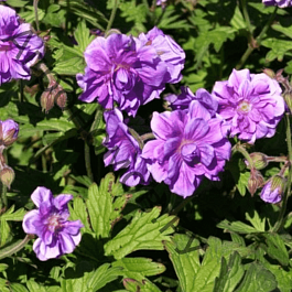 Герань садовая Birch Double