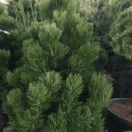 Сосна Гельдрейха Malinki