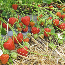 Земляника садовая Кристин
