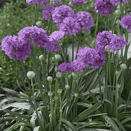 Армерия ложноармерия  Ballerina Lilac